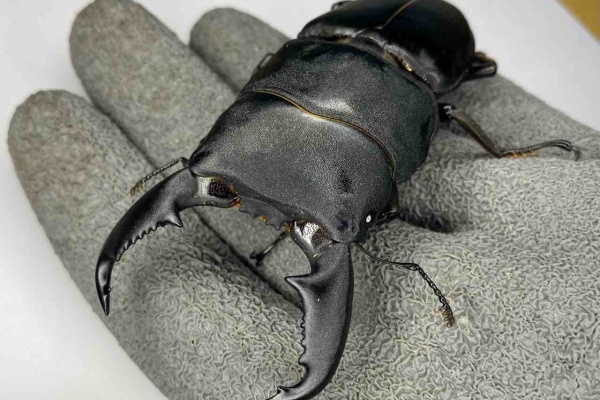 黒虫農場 - 飼育記