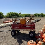 リティ＆クリンシのカリフォルニア生活