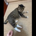 ネコさん　致命的なバグが見つかるｗｗｗｗ