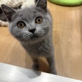 ブリティッシュショートヘアー