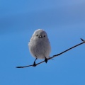 今英写真館 北海道の可愛い動物たち