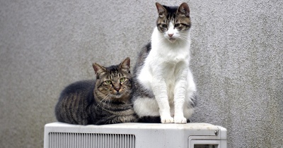 たまお　負けない猫の思い出３