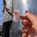 あなたの目と心を癒します！大府のお花🌸