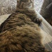 昼寝の場所が見つかってしまったマロちゃん