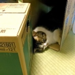 ”猫おでん”あり〼。