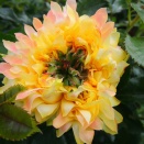 ファイヤーワークス　ラッフル