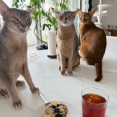 マフィンに群がるねこたち