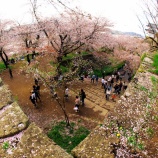 『【2026 津山さくらまつり(鶴山公園)❸】岡山県津山市山下』の画像