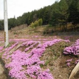 『芝桜』の画像