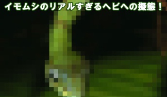 【進化の謎】ヘビに擬態するイモムシが頑張りすぎてる!もはや偶然の進化ではありえない