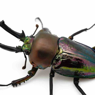 GOKUSAISHIKI(サブ)