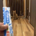 実際のカンタの投薬の様子