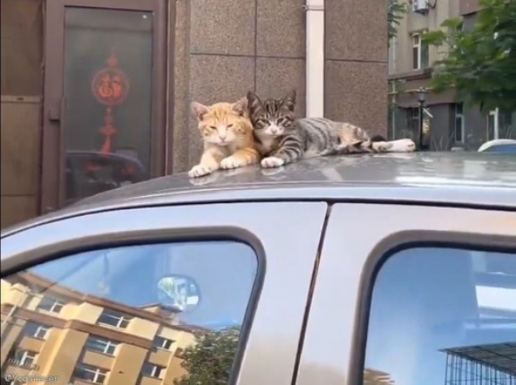 隣の猫が好き過ぎて…すべてをマネをする猫