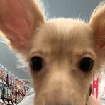 ペットショップワンラブ 埼玉寄居店のスタッフブログ