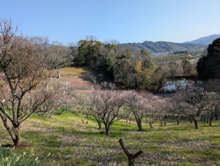 会計雑記　錦織公園　梅を見に行こう
