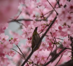 目黒のメジロ(^_-)-☆