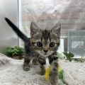 新人にゃんこのご紹介🐾ᵕ̈