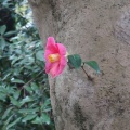 花一輪　藪椿