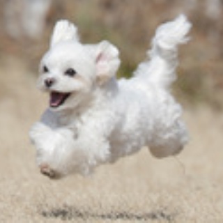 わんわんアイランド淡路島