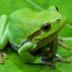 がんを死滅させる細菌、アマガエルから発見　注射１回で腸の腫瘍完治　特効薬となる可能性