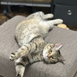 愛猫マジック