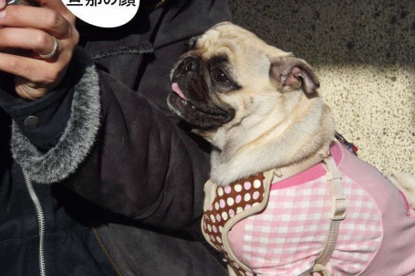 はなパグ 可愛いショット