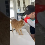 『咥えるタイプの猫用ブラシってどうなん？』の画像