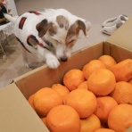 華・あず＆レン