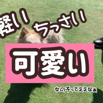 しかもポメチワ。