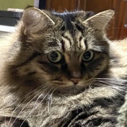 【猫写真】あたたかい所で居たいマロ