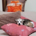 Υã