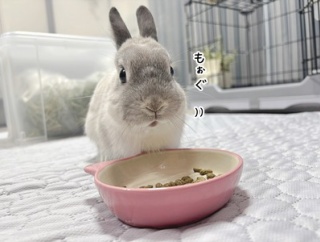 うさぎのルリ(1/20追記)