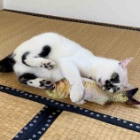 『ミーちゃんの魚獲り』の画像