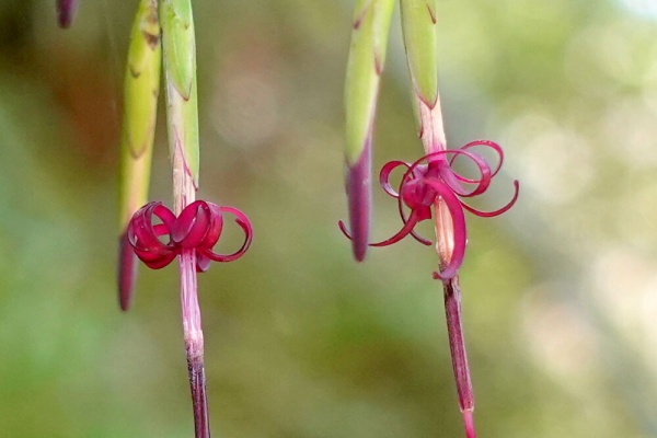 九州中 北部の山で見かけた植物 日本固有種
