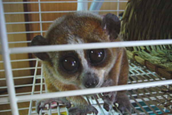 ホビーな日々 ピグミースローロリス