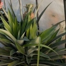 やっぱり、南国です。　育ちましたよ。アレが。