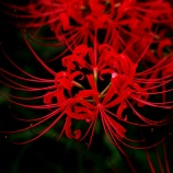 『2025.9『美山川沿い』彼岸花の群生❷ / 岡山県小田郡矢掛町』の画像