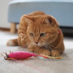 湘南凸凹柴WAN日記