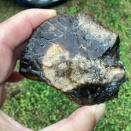 オバケの化石２