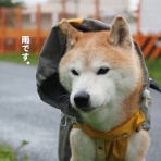 湘南凸凹柴WAN日記