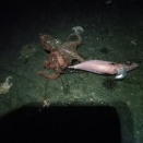 新潟エギング６～今年ラスト～