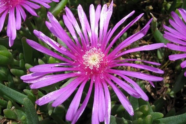 道草 ナデシコ目