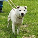 ２０２６年４月２４日 お散歩ボランティアレポート