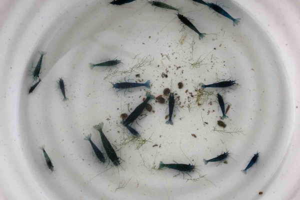 めだかライフ ダークブルーシュリンプ