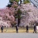 今年も桜を堪能しました
