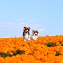マリーゴールドの丘公園