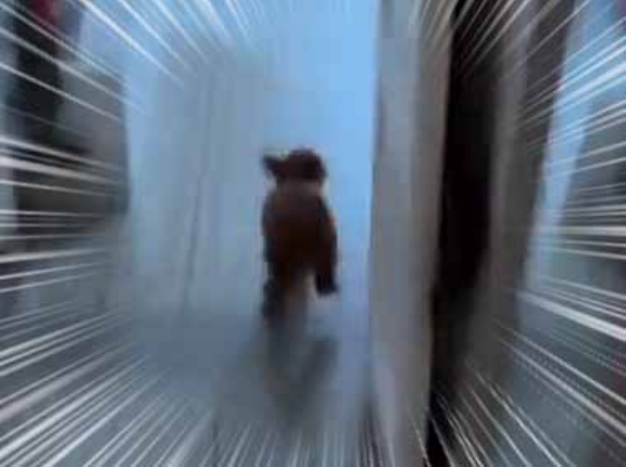 イヌは玄関前でソワソワしていた。大好きな人が部屋の中で待っている！ → ドアを開けたらこうなります…