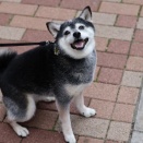 彼岸入りの焼き鮭ランチとサバ焼き