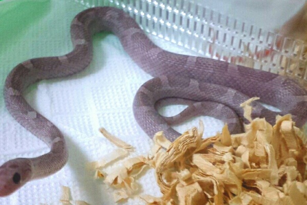 みかんばこ コーンスネーク