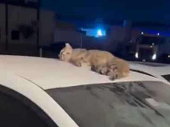 見知らぬネコが車の上で寝ていた。ちょっとどいてくれる？ あと５分だけ → そんな猫はこちらです…